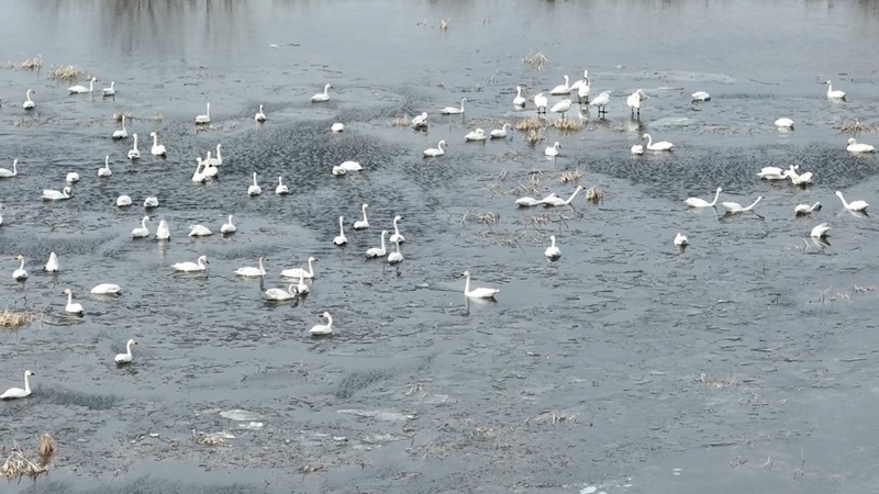兴凯湖畔迎来小天鹅迁徙种群